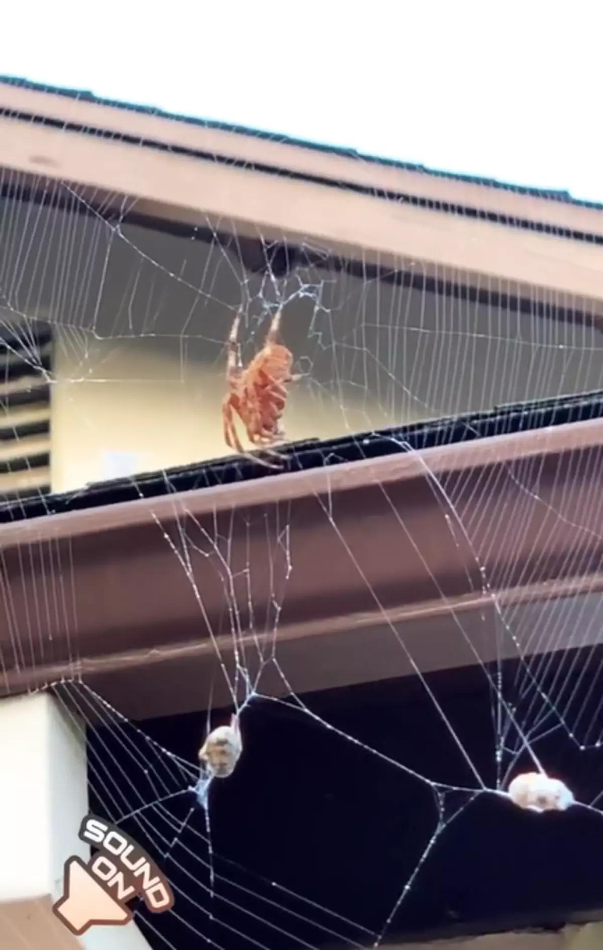 Rada do užasa: Elizabeth Olsen proslavio je povratak čovjeka-spiderman u čudes 125040_1