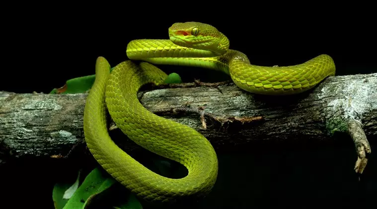 O novo tipo de serpe foi nomeado despois do fundador de Hogwarts en Harry Potter 20024_2
