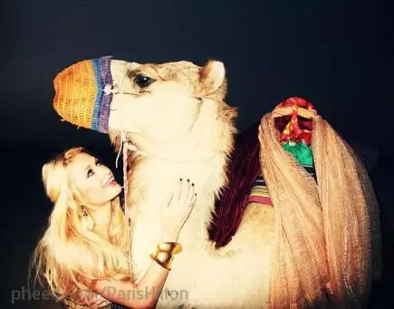 Stars on Twitter: Paris Hilton Hilton on an elephant, and Bar Rafaeli knee-deep in the water 66881_7