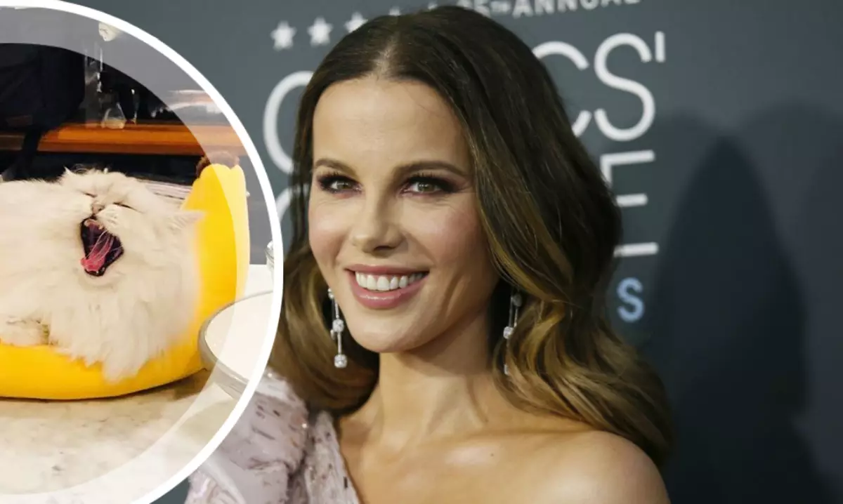 Kate Beckins saunia pizza mai lana pusi